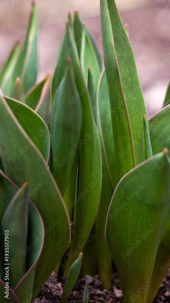 Obraz premium Fresh green tulip sprouts emerging from dark earth. Symbol of new growth and organic gardening for environmental and wellness commercial use