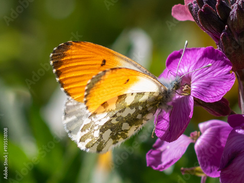 Orange Tip Butterfly (Anthocharis cardamines) on Purple Flower in Spring
