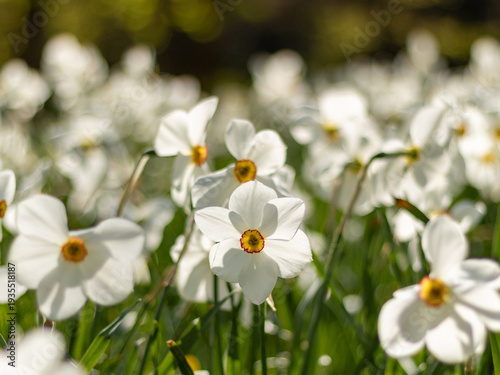 White Daffodils (Narcissus) Blooming in Sunny Spring Meadow