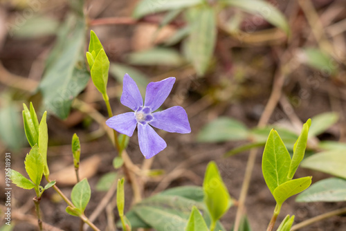 Blue periwinkle (Vinca minor) flower in spring