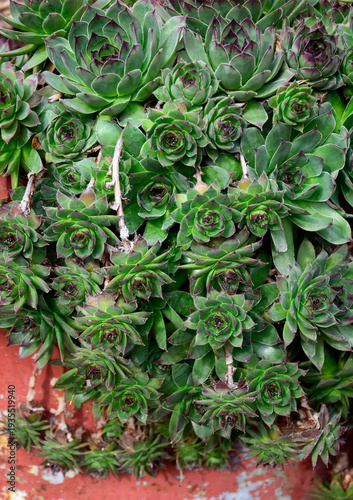 Common houseleek in close up