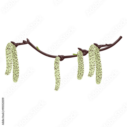 vector drawing spring aspen tree branch with catkins isolated at white background, hand drawn illustration