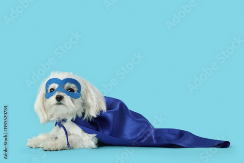 Cute little dog in superher...