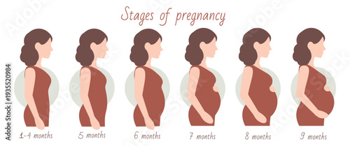 Pregnancy stages illustrated month by month with minimal side female silhouettes and soft abstract backgrounds for education. Simple flat style. Isolated on white background