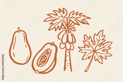 Papaya fruit and tropical leaves doodle icons set vector illustration