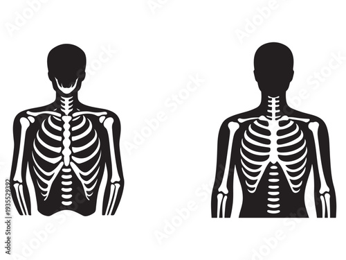 Human skeleton back and front view in black silhouette on white background for medical education and anatomy studies