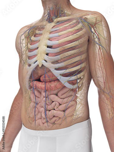 3D Anatomical Depiction Highlighting The Internal Organs Of A Male Body