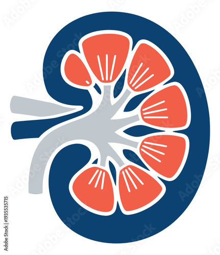 Stylized illustration of a human kidney depicting its internal structure for medical education
