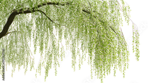 A beautiful weeping willow tree with green leaves on transparent background