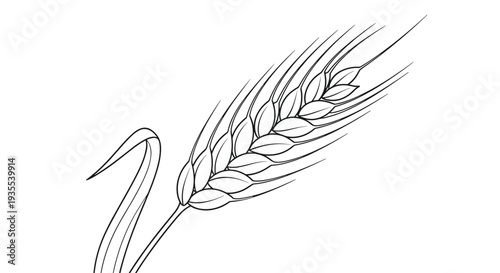 Detailed black and white line drawing of a single ear of wheat captures the texture and form of this agricultural grain.