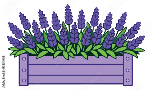 Hand drawn illustration of lavender flowers depicting a vibrant plant in a wooden planter for spring decoration