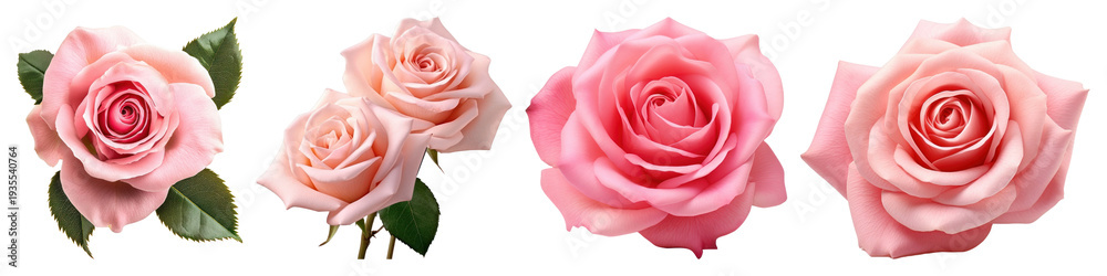 Fototapeta premium PNG Elegant pink roses beautifully arranged, transparent background
