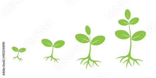 Green plant with fresh leaves growing isolated on white background vector illustration