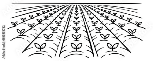 Hand drawn line art illustration of a field of seedlings depicting rows of growing plants for agriculture