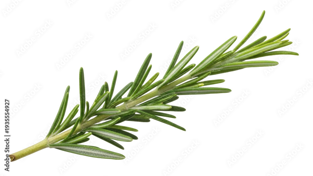 Obraz premium Isolated sprig of rosemary, evergreen herb used as seasoning in cooking and cuisine