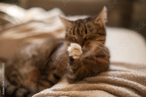 Canvastavla A fluffy brown tabby cat is grooming itself on a soft blanket