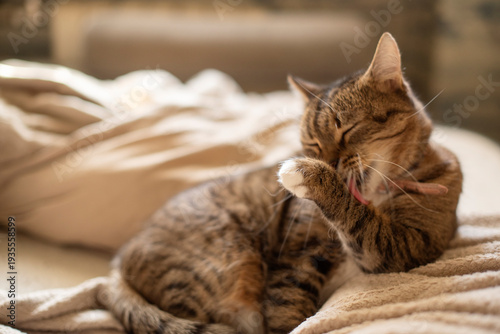 A small brown tabby cat is grooming itself on a soft blanket. it has distinctive stripes and a relaxed posture, creating a cozy atmosphere.