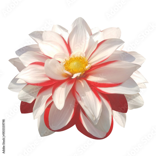 Wallpaper Mural white and pink lily flower stock photo Torontodigital.ca