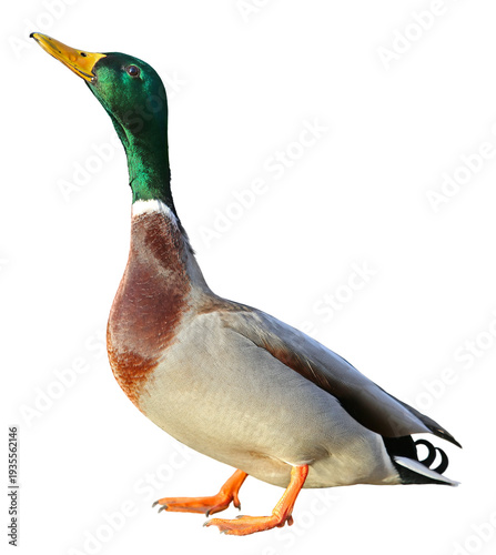 Mallard Duck with clipping path. Colourful mallard duck isolated on white background