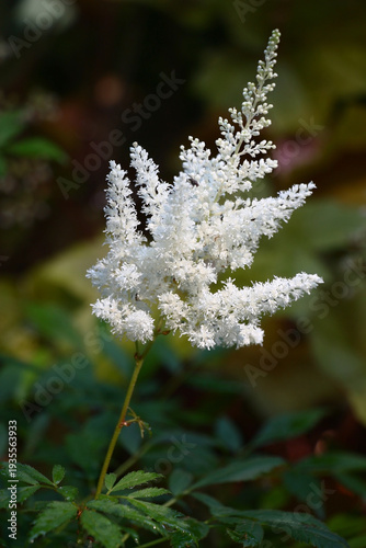 It is dazzling a white astilbе in a summer flower bed. Magnificent inflorescence.