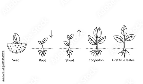 A vector graphic illustrating the growth stages of a plant from seed to first true leaves
