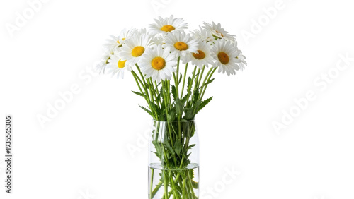 Isolated bunch of white daisy flowers with yellow centers in a clear glass vase indoors