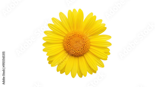 Isolated yellow daisy flower head in full bloom, bright floral imagery, beauty in nature