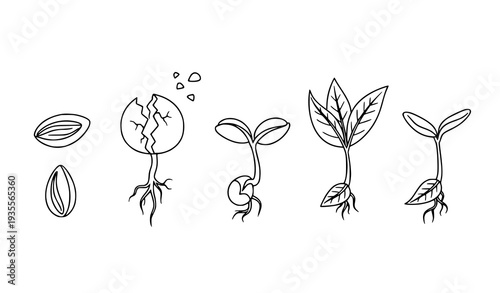 A vector graphic illustration of a seed growing into a plant in stages