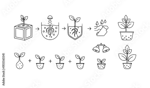 A vector graphic illustrating the growth stages of a plant from seed to maturity