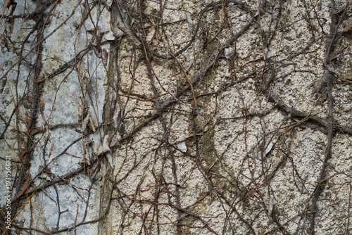 Root of tree in the wall