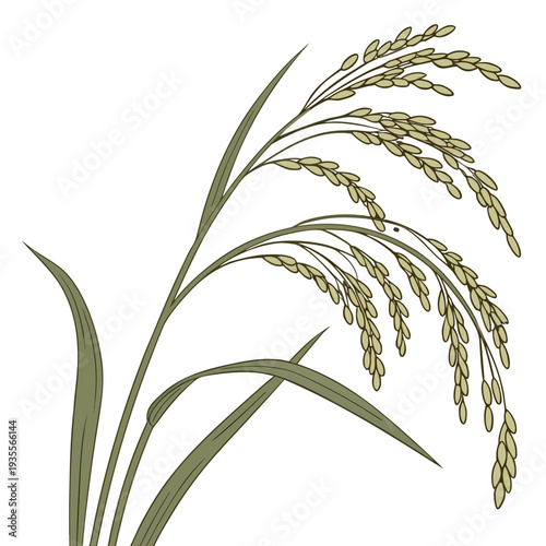 Rice plant with green leaves and grain stalks