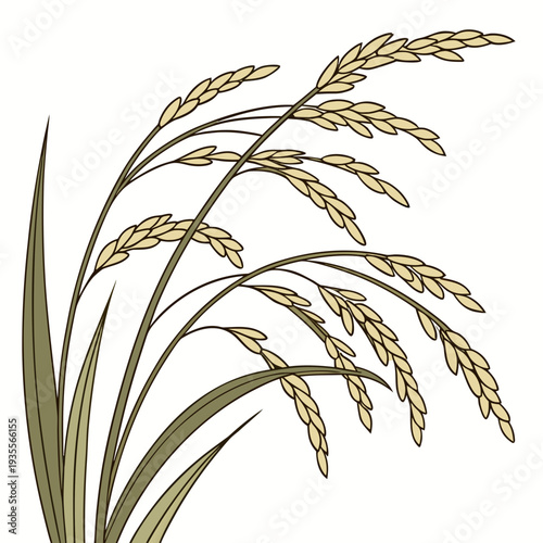 Rice plant with green leaves and yellow grains on white background