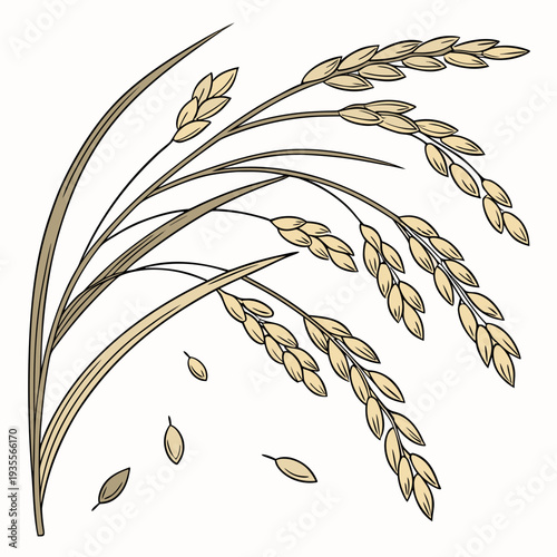 Rice grains on stems with leaves rice stems beige