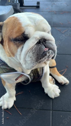 Majestic dog view. Noble profile of bulldog with attentive gaze