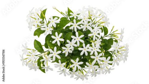 Isolated bunch of white jasmine flowers, close up blooming floral beauty on display