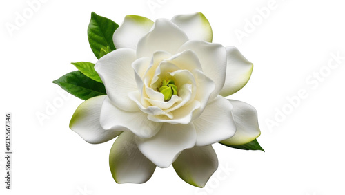 Φωτογραφία Isolated gardenia flower, perfect for spring and summer advertisements or design
