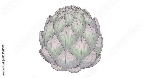 Artichoke Vegetable Closeup Detailed View.