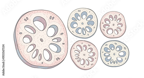 Cross Sections of Plant Stems Botanical Illustration.
