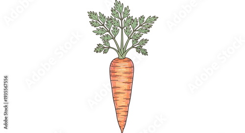Vibrant Orange Carrot with Green Leaves.