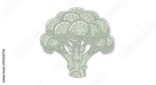 Broccoli Vegetable Illustration on White Background.