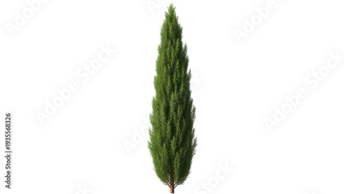 Tableau sur toile Isolated evergreen cypress tree, Italian columnar shape, for landscaping and des
