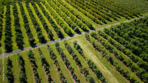 Aerial view of large apple orchard plantation with geometric rows of fruit trees and rural agricultural landscape