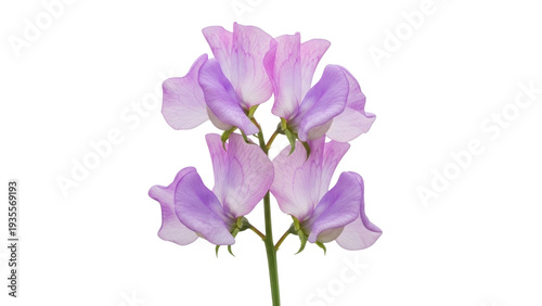 Foto Isolated light purple sweet pea blossoms, a lovely flowering plant with a soft c