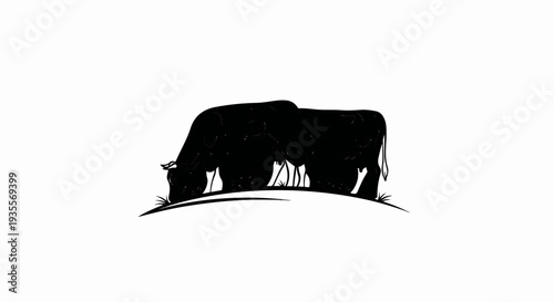 Two black cows grazing on a white background with a grassy hill