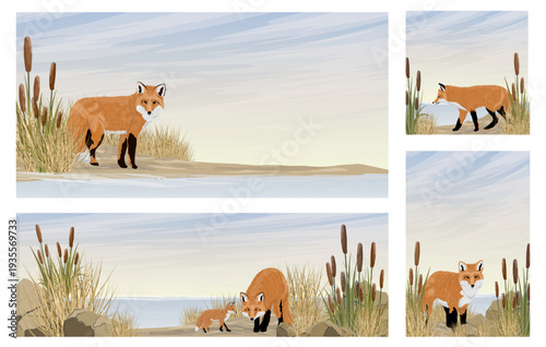 Set of four fox landscape banners and cards with realistic red fox and pup, wildlife scenes with foxes among bulrushes and dry grass, vector nature backgrounds collection