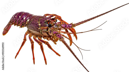 Isolated lobster with long antennae and spiny legs in close-up in studio shot for seafood