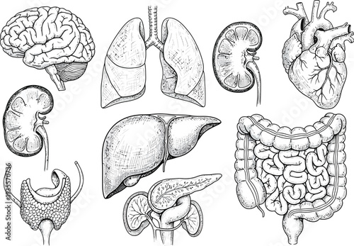 Set of hand-drawn human internal organs: brain, lungs, heart, kidneys, liver, pancreas, and thyroid, black and white sketch.