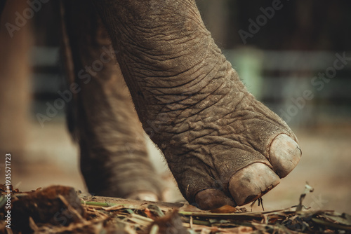 elephant's foot