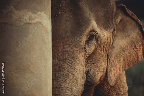 close up half elephant face 