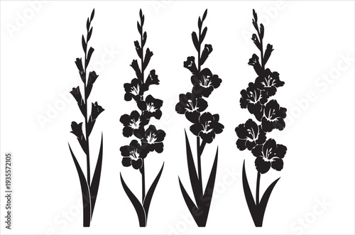 Four gladiolus flower stalks presented in a minimalist black and white style